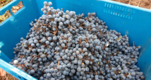 Comenzó la cosecha de uva cabernet sauvignon en Sol Puntano