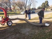 Micelli desarrolló una aspiradora-trituradora de hojas