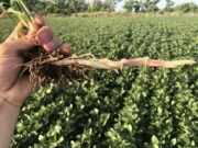 «Sorgo de alepo multiresistente»