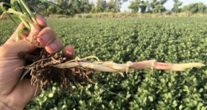 «Sorgo de alepo multiresistente»