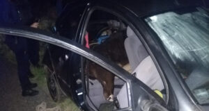 COSAFI secuestró un Ford Ka con dos terneros faenados sin documentación