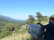 La Reserva Natural Mogote Bayo fue escenario de la liberación de distintos animales recuperados