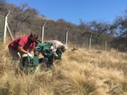 Quebrada de las Higueritas recibió a 41 aves y un quirquincho que volvieron a vivir en libertad