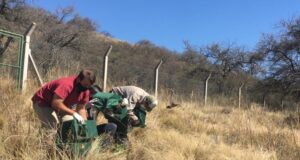 Quebrada de las Higueritas recibió a 41 aves y un quirquincho que volvieron a vivir en libertad