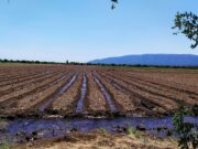 San Luis Agua abrió el plazo para presentar la intención de siembra otoño-invierno 2021
