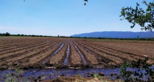 San Luis Agua abrió el plazo para presentar la intención de siembra otoño-invierno 2021