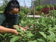 Agricultura orgánica: ¿una alternativa sustentable o “moda” insostenible en el tiempo?