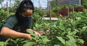 Agricultura orgánica: ¿una alternativa sustentable o “moda” insostenible en el tiempo?
