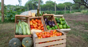 Desarrollo frutihortícola en Las Isletas con un plan de promoción del gobierno