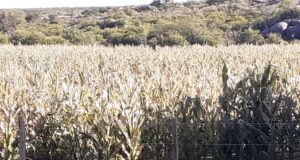 Reportan pérdidas totales por heladas en maíz y soja en tres departamentos de San Luis