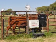 El INTA pone a punto una balanza inteligente para vacas