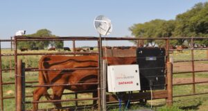 El INTA pone a punto una balanza inteligente para vacas