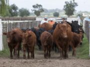 En qué consiste la determinación obligatoria del estatus sanitario para brucelosis