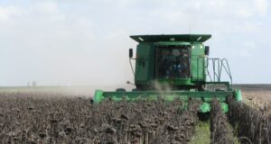Ya se cosechó el 21% del girasol en San Luis, con un rinde promedio de 17 qq