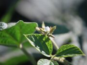 Inscriben cinco variedades de soja con características biológicas especiales