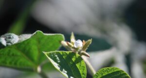 Inscriben cinco variedades de soja con características biológicas especiales