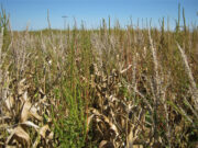 Confirmación de resistencia de Amaranthus palmeri a glufosinato de amonio en USA.