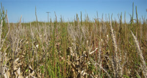 Confirmación de resistencia de Amaranthus palmeri a glufosinato de amonio en USA.