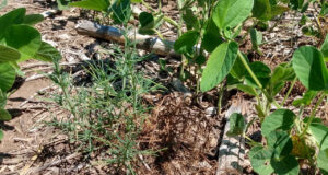 Nueva alerta roja: resistencia a glifosato en Cardo Ruso (Salsola tragus)