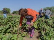 Más de 50 millones de pesos para la agricultura familiar en Chaco y Corrientes