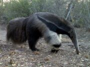 El oso hormiguero nos proporciona datos sobre la pérdida del bosque