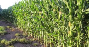 La Guía del Agro estima 8% más de siembra de maíz para esta temporada