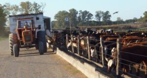 Mayor ingreso en los feedlots quita presión a los valores de la hacienda