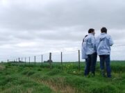 En Buenos Aires detectan maniobras de evasión por $ 354 millones en el sector rural