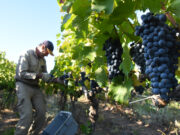 Informe sobre el Malbec indica un fuerte aumento en hectáreas