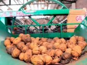 Exportan 220 toneladas de nueces de calidad a Italia y España