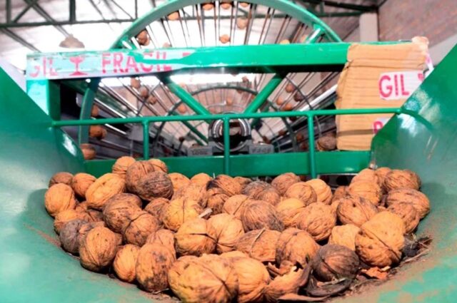 15- 04 - nueces a Italia y españa
