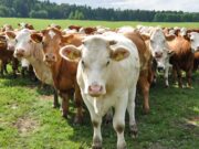 Brucelosis bovina: por qué cumplir con la determinación obligatoria de estatus