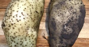 Negra y blanca, el mito de la papa lavada