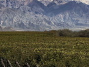 Trivento presenta una serie sobre malbec en IGTV, la nueva TV de Instagram