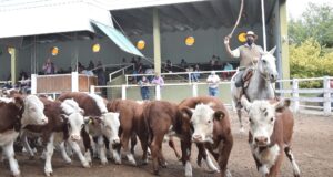 Valores muy sostenidos, con excelente calidad de invernada en el remate de San Luis Feria