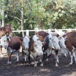 175666194_1690119294523673_2933911881043964244_n