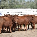 176135687_1689291771273092_1785370077840032246_n