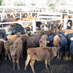 176168301_1690119641190305_5964789622280975537_n