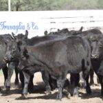 176187366_1689295227939413_5731321915234549245_n