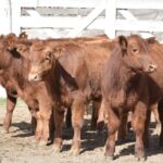 176449341_1689291817939754_7841419566806688744_n