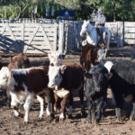 176525233_1690116134523989_3892527100802524876_n