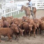 176540935_1689291611273108_6169912280207651150_n