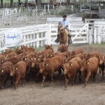 176550765_1689289221273347_635506045107083393_n