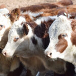 176865466_1690116424523960_5420229915106863875_n