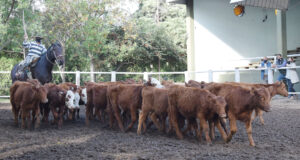Valores firmes en el remate de San Luis Feria en la capital puntana