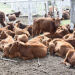 177023779_1690121821190087_5110084491450214556_n