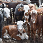 177042572_1690121621190107_26069360759623133_n