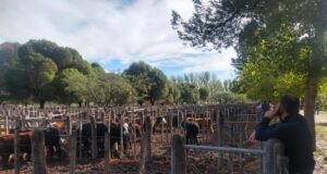 Fuerte interés por a invernada en el remate de San Luis Feria en General Alvear