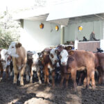 177388207_1690115897857346_188297180032506932_n