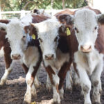 177414684_1690119587856977_1726805906833867118_n